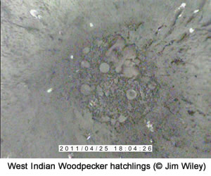 West Indian Woodpecker hatchlings